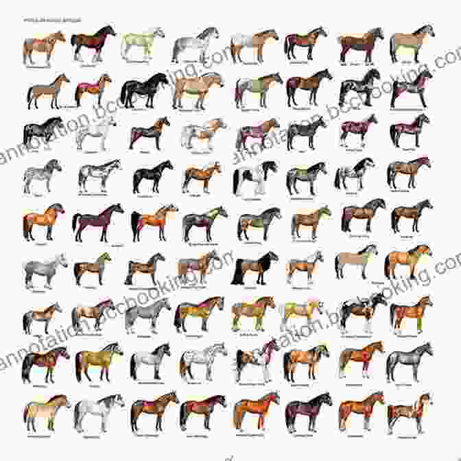 A Carousel Of Different Horse Breeds For Horse Crazy Girls Only: Everything You Want To Know About Horses