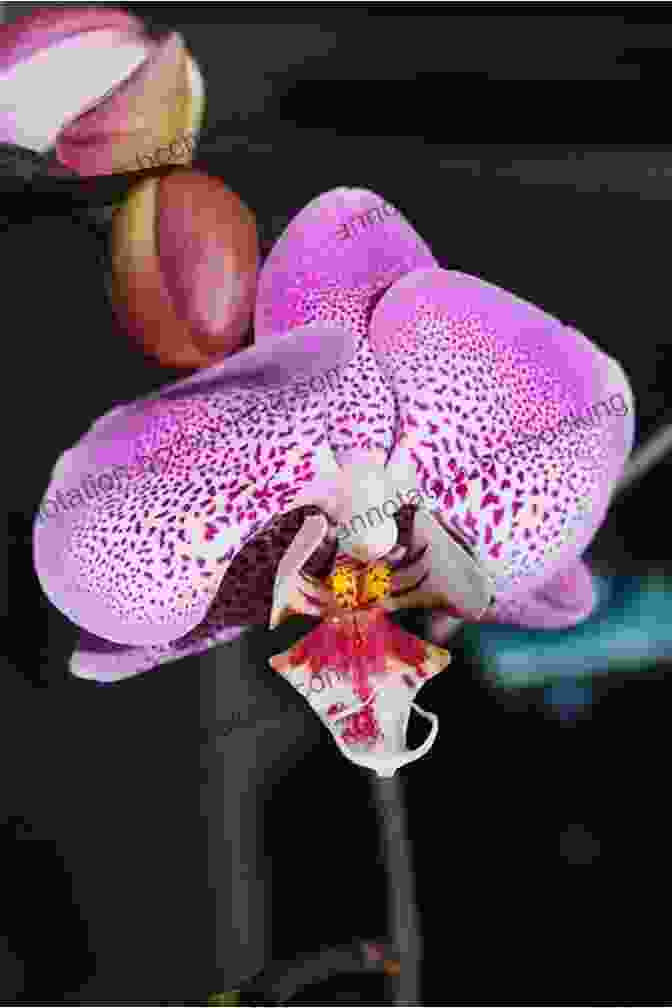 A Close Up Photograph Of A Blooming Orchid Vintage Botanical Illustration: Copyright Free Images For Artists Designers And Plant Lovers
