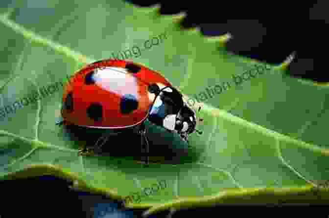 A Closeup Photo Of A Ladybug On A Leaf, Showcasing Its Intricate Patterns And Colors Ladybugs Gail Gibbons