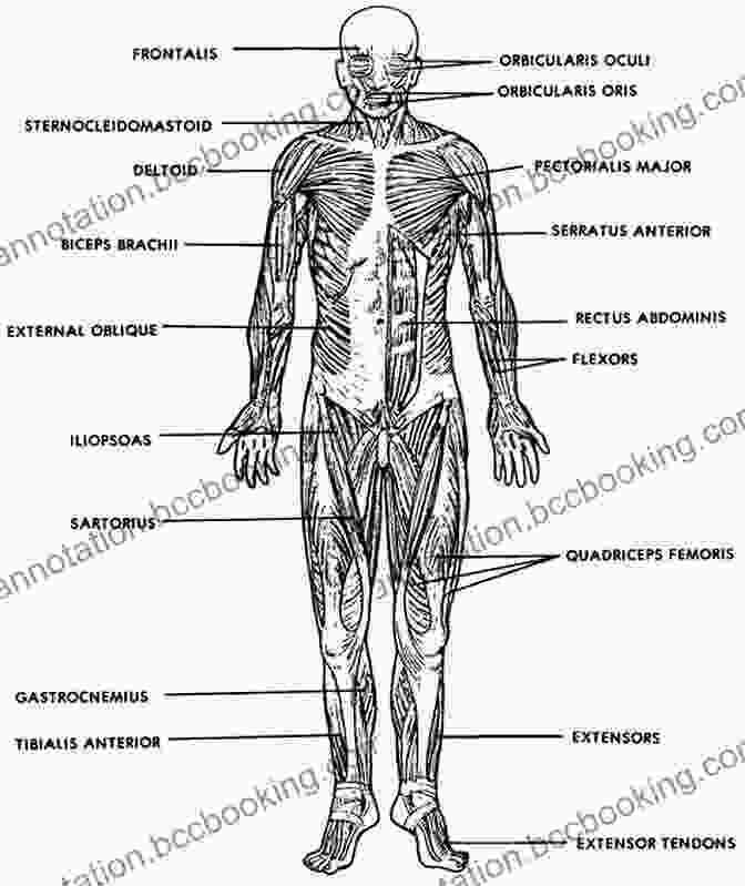 A Detailed Anatomical Drawing Of A Human Figure, Showcasing The Skeletal And Muscular Structures Freehand Figure Drawing For Illustrators: Mastering The Art Of Drawing From Memory