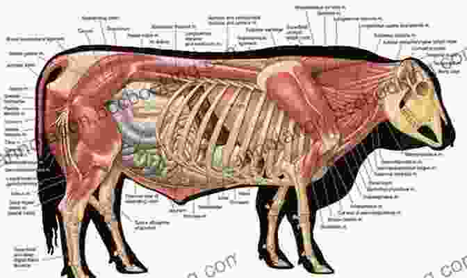 A Detailed Illustration Of The Anatomy And Physiology Of A Bull Why Business People Speak Like Idiots: A Bullfighter S Guide