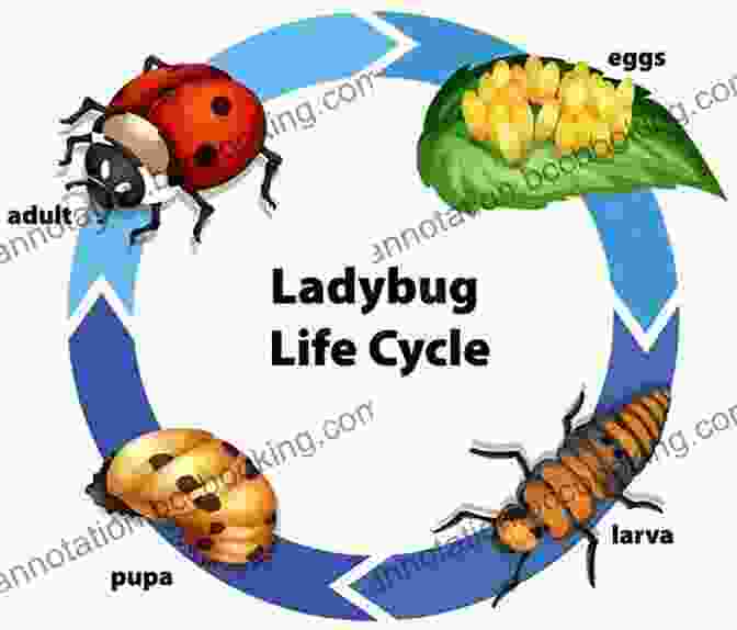 A Diagram Illustrating The Lifecycle Of A Ladybug, From Egg To Larva To Pupa To Adult Ladybugs Gail Gibbons