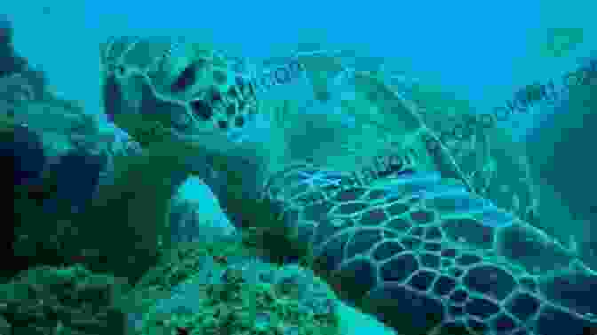 A Diver Photographs A Sea Turtle In The Gold Coast Red Sea Gold Coast:Red Sea Ina Knobloch