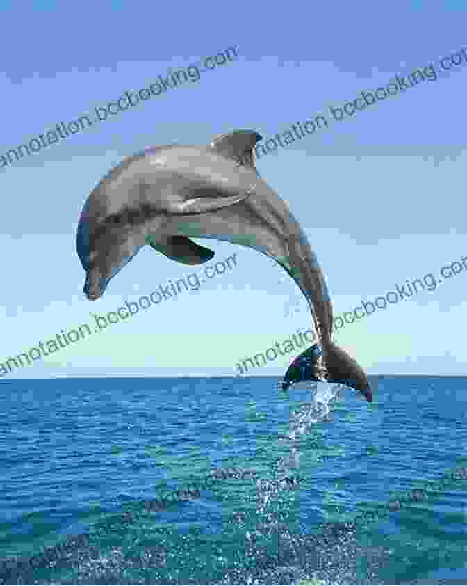 A Dolphin Leaping Out Of The Water Dolphin Spirit: A Christmas Novella (Dolphin Trainer Mysteries 3)