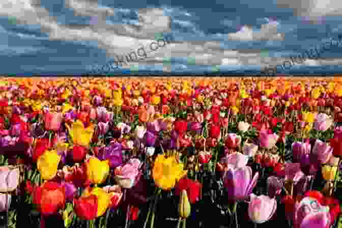A Field Of Colorful Tulips Tulipomania: The Story Of The World S Most Coveted Flower The Extraordinary Passions It Aroused