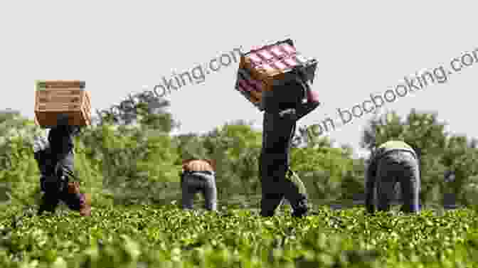 A Group Of Migrant Workers Picking Crops In The Field. Nobodies: Modern American Slave Labor And The Dark Side Of The New Global Economy
