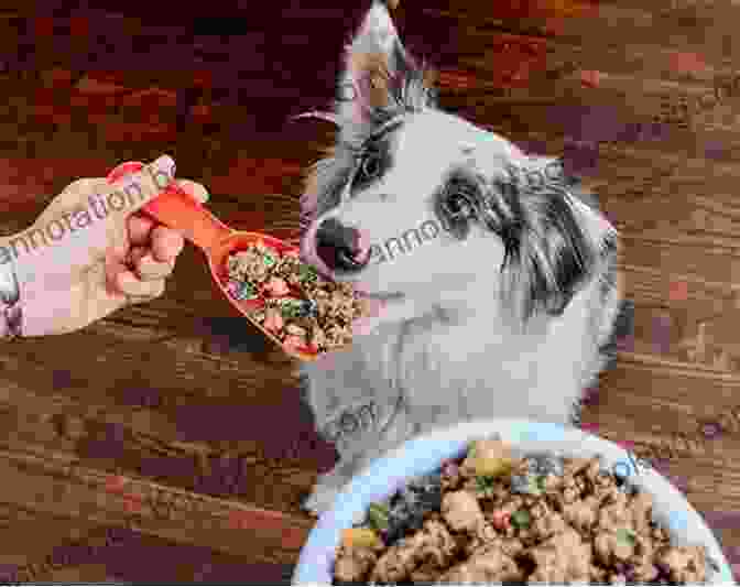 A Happy Dog Enjoying A Bowl Of Nutritious Food Eat Play Love (Your Dog): The Ultimate Guide For Every Dog Owner