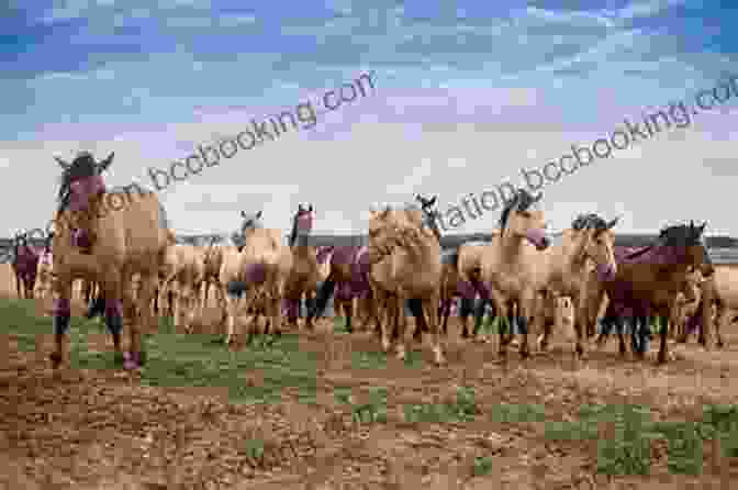 A Herd Of Wild Horses Running Across A Field America S Wild Horses: The History Of The Western Mustang