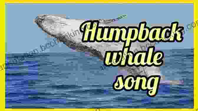A Humpback Whale Sings Its Haunting Song, A Complex And Beautiful Melody That Travels Vast Distances Across The Ocean. Whales Of The Southern Ocean: Biology Whaling And Perspectives Of Population Recovery (Advances In Polar Ecology 5)