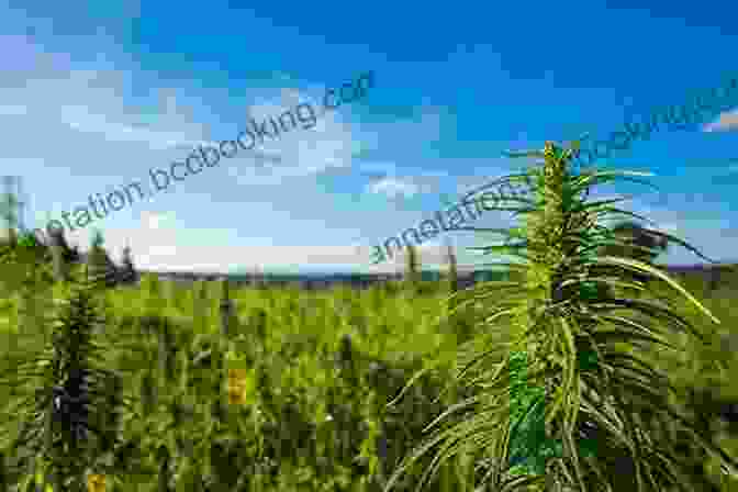 A Lush Green Marijuana Plant Growing In A Field Green: A Field Guide To Marijuana