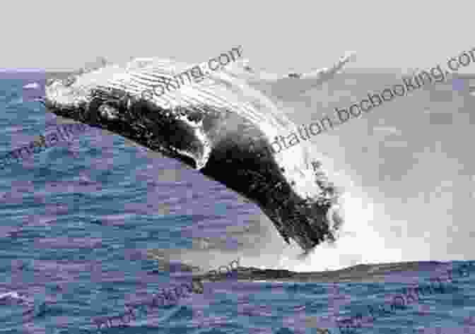 A Majestic Blue Whale Breaches The Surface Of The Southern Ocean, Its Massive Body Glistening In The Sunlight. Whales Of The Southern Ocean: Biology Whaling And Perspectives Of Population Recovery (Advances In Polar Ecology 5)