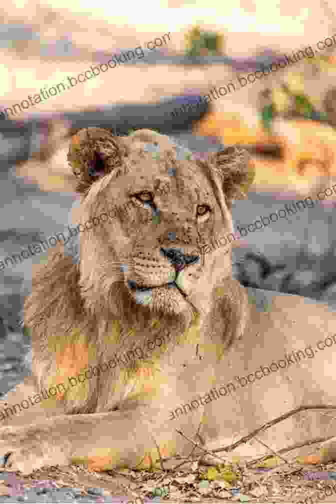 A Majestic Lion Surveys Its Territory In Chobe National Park, Botswana. African Adventurer S Guide: Botswana Rick Steves