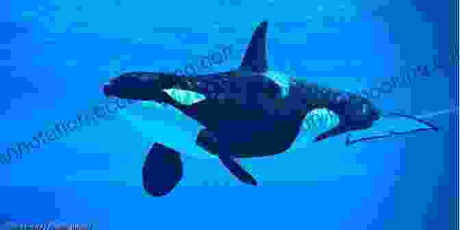 A Majestic Orca Swimming Through The Ocean Lost (Orca Currents) John Wilson