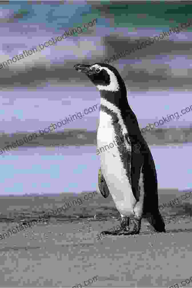 A Penguin Standing On A Beach, Looking Out At The Ocean. Travels With A Penguin 5: Antarctica: The Penguin Goes South