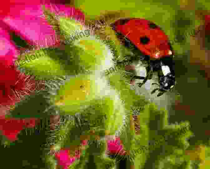 A Photo Of A Ladybug Habitat, Showing A Variety Of Plants And Flowers That Attract Ladybugs Ladybugs Gail Gibbons