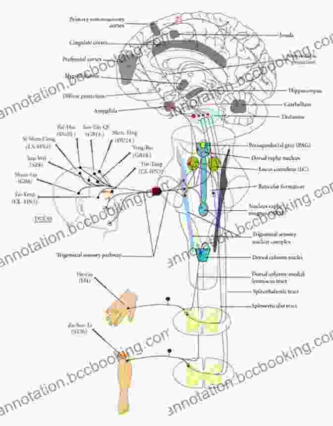 A Scientific Representation Of The Brain's Neural Pathways During Hypnosis Beginners Hypnosis Handbook For Therapy And Stage