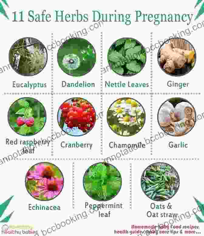 A Selection Of Fresh Herbs Commonly Used To Support Pregnant Women, Including Raspberry Leaves, Ginger, And Nettle. The Pregnant Goddess: Your Guide To Traditions Rituals And Blessings For A Sacred Pagan Pregnancy