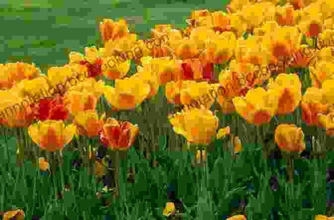 A Variety Of Tulip Flowers Tulipomania: The Story Of The World S Most Coveted Flower The Extraordinary Passions It Aroused