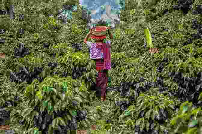 Coffee Plantation In Guatemala, A Major Economic Driver Guatemala (Modern World Nations) Roger Dendinger
