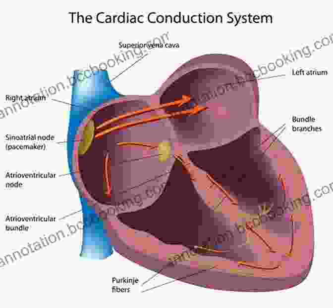 Diagram Of Electrical Conduction In The Heart ECG / EKG Interpretation: A Systematic Approach To Read A 12 Lead ECG And Interpreting Heart Rhythms In 15 Seconds Or Less Without Memorization