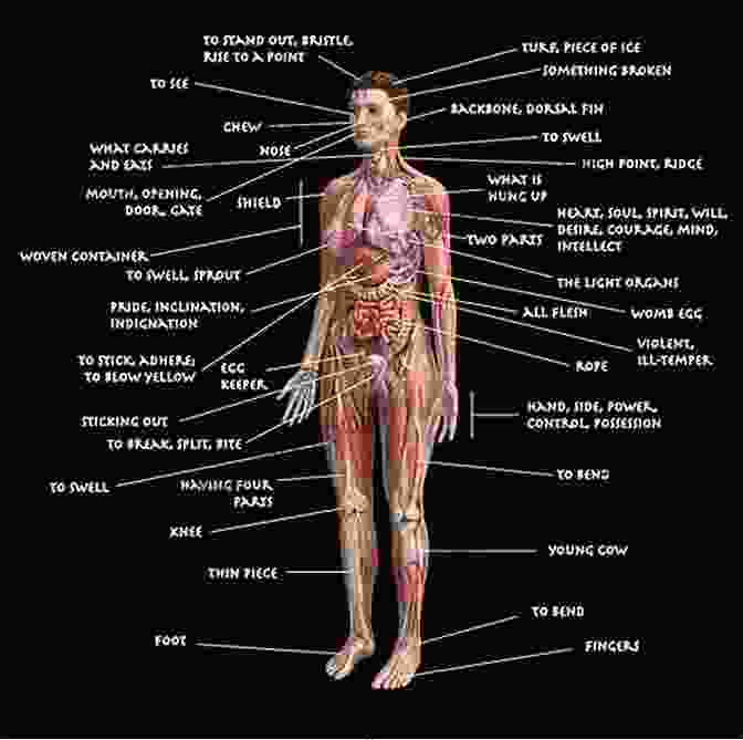 Diagram Of The Human Body's Anatomy Life Drawing For Artists: Understanding Figure Drawing Through Poses Postures And Lighting