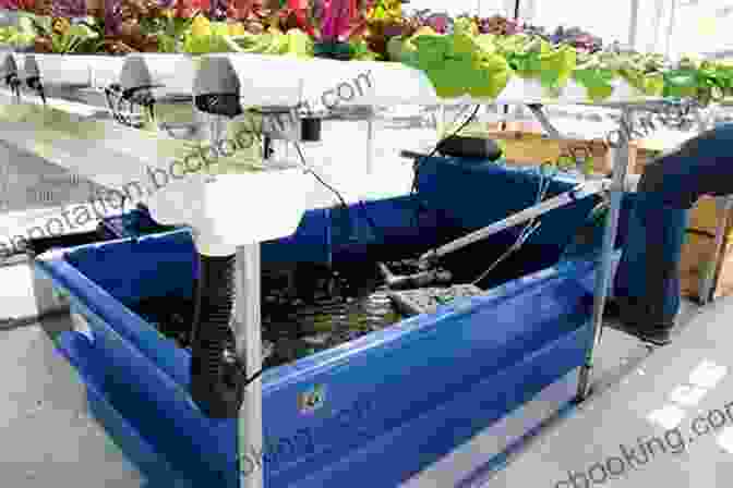 Feeding Fish In An Aquaponics System Aquaponic Gardening: A Step By Step Guide To Raising Vegetables And Fish Together