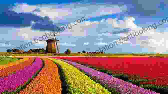 Fields Of Tulips In The Netherlands Tulipomania: The Story Of The World S Most Coveted Flower The Extraordinary Passions It Aroused