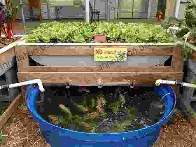 Growing Vegetables In An Aquaponics System Aquaponic Gardening: A Step By Step Guide To Raising Vegetables And Fish Together