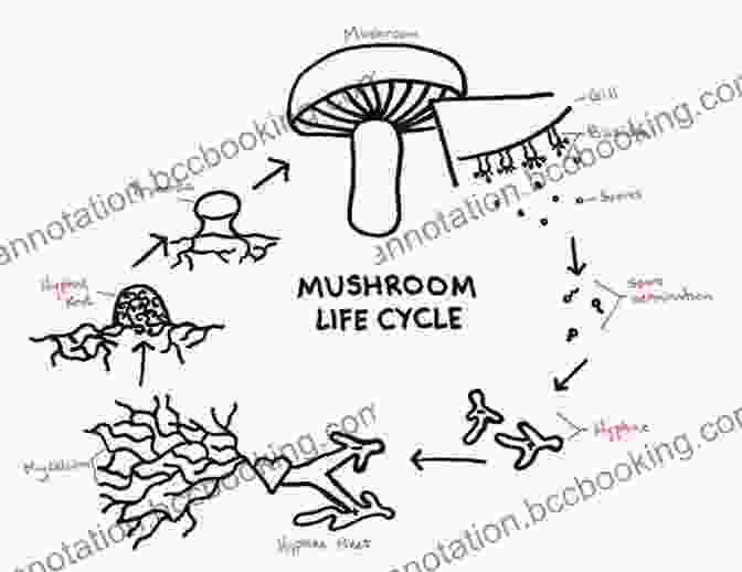 Life Cycle Of A Mushroom Mushroom Cultivation: Become The MacGyver Of Mushrooms Easy Step By Step Instructions To Grow Any Mushroom At Home (Urban Homesteading 4)