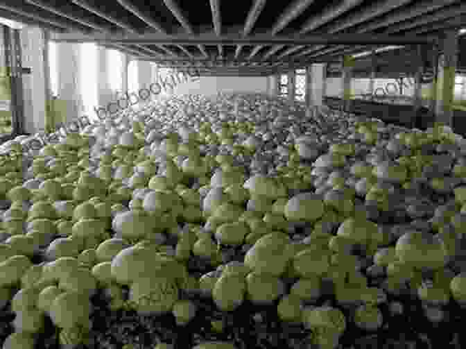 Mushroom Cultivation Process Mushroom Cultivation: Become The MacGyver Of Mushrooms Easy Step By Step Instructions To Grow Any Mushroom At Home (Urban Homesteading 4)