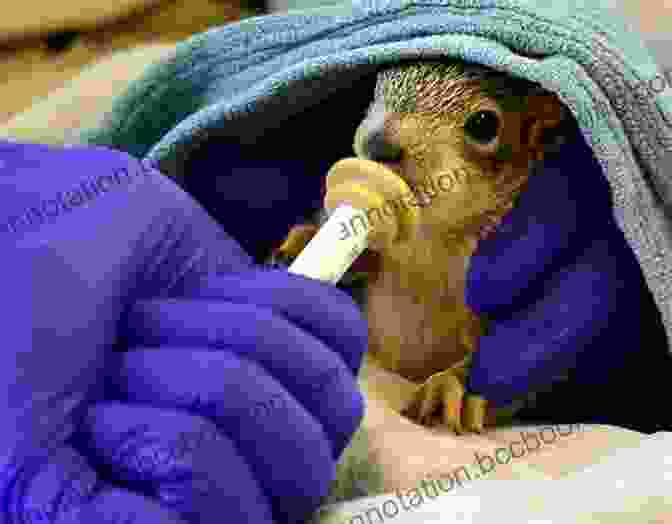 Rescued Baby Animal Receiving Care From Wildlife Rehabilitator Born To Be Wild: Celebrating New Life For Vulnerable Wildlife