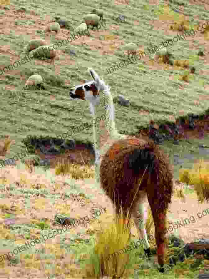 Rich Plant Life And Wildlife Found On The Trekking Trails In Peru Trekking Peru: A Traveler S Guide