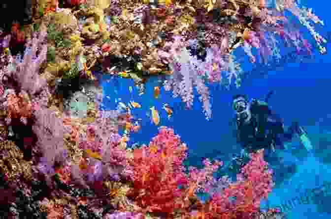 Scuba Diver Exploring A Vibrant Coral Reef 101 Tips For Recreational Scuba Divers (Wise Divers EBooks)